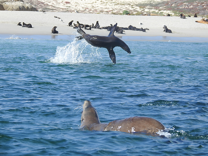 sea lions swimming and on a sandy beach